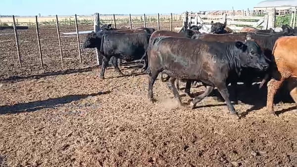 Lote 16 vaquillonas