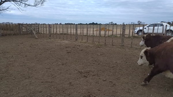 Lote 32 novillos
