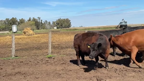 Lote 31 vacas