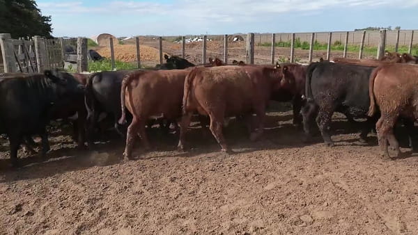 Lote 45 vaquillonas