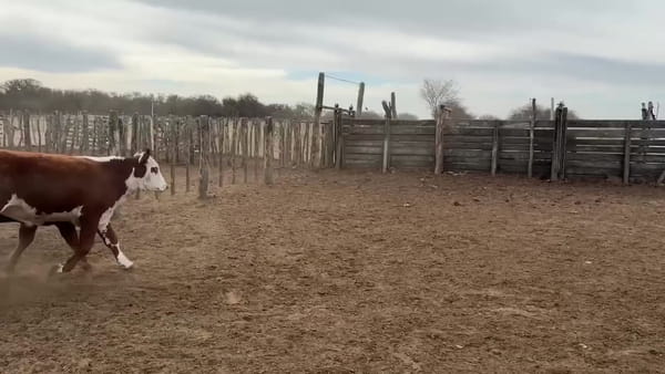 Lote 60 novillitos