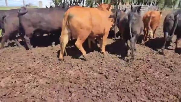 Lote 25 vacas y vaquillonas con cría y  preñadas