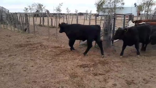 Lote 60 terneros