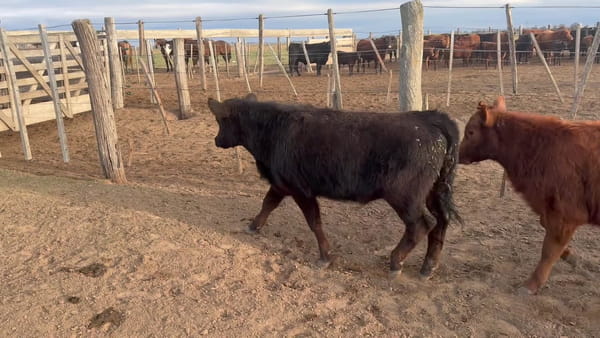 Lote 40 terneros/as