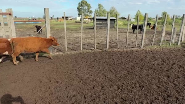 Lote 67 terneras