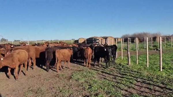 Lote 75 terneras
