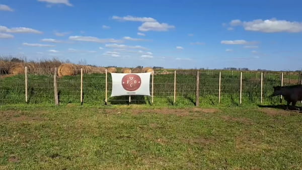 Lote 86 terneros/as