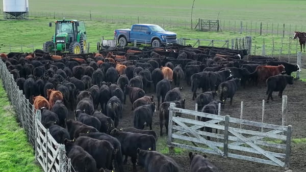 Lote 60 terneros