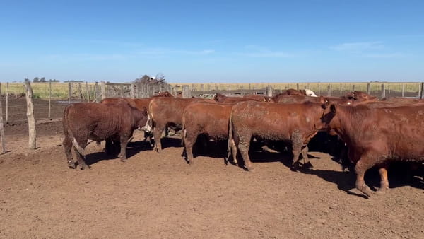 Lote 27 novillitos