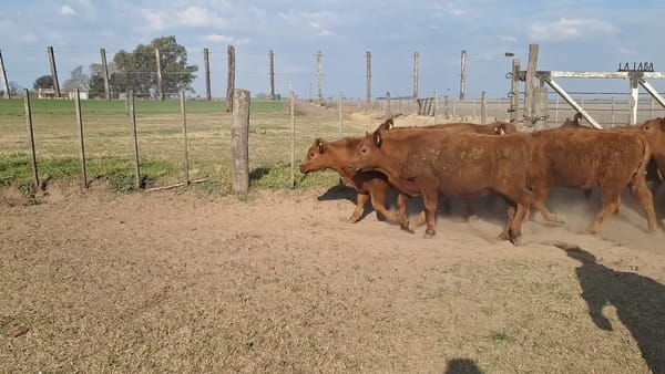 Lote 12 terneras