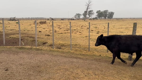 Lote 80 terneros