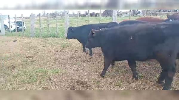 Lote 48 terneros/as