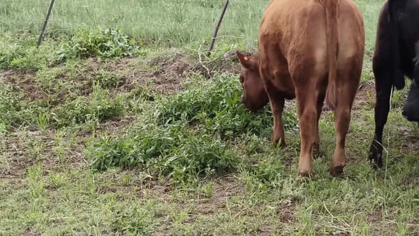 Lote 25 vaquillonas preñadas