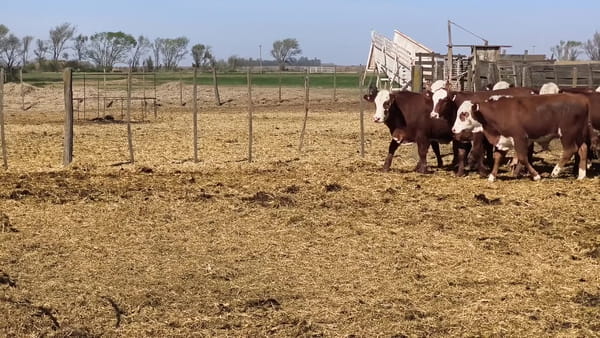 Lote 50 terneros