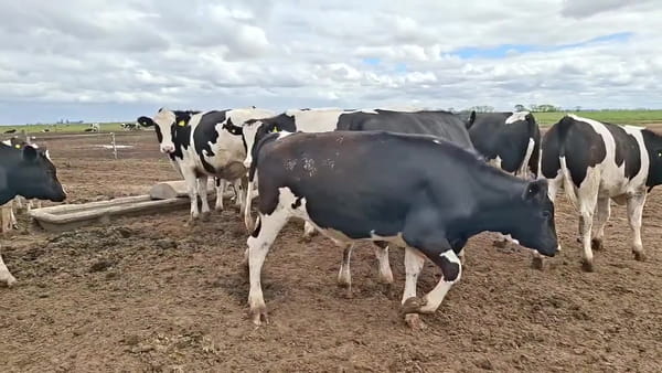 Lote 15 novillitos