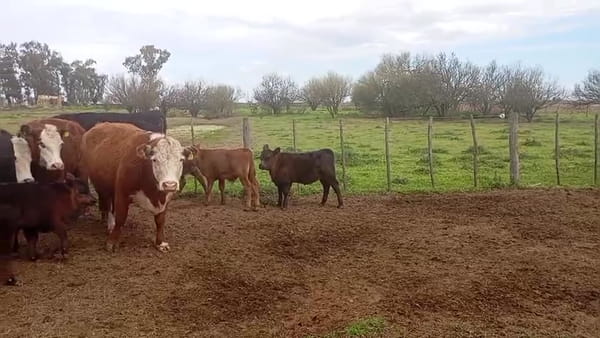 Lote 29 vacas con cría