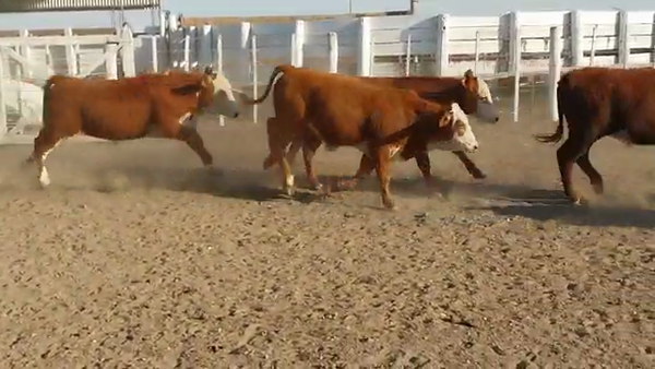 Lote 100 Terneros Braford y sus Cruzas en Las Peñas, Córdoba