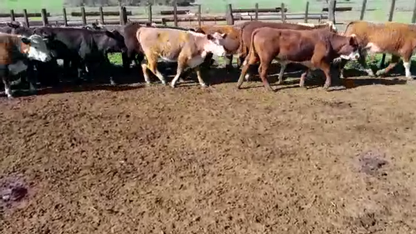 Lote 60 Terneros en Villaguay, Entre Ríos