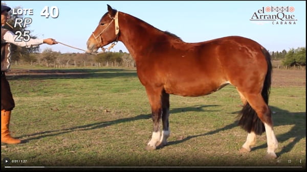 Lote 1 Yeguas Criolla  Montada - Santa Anita, Entre Rios