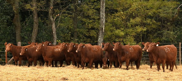 Lote VAQUILLONAS ANGUS PC PRIMAVERA