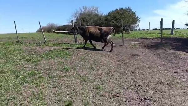 Lote Vaquillonas  370kg - , San José
