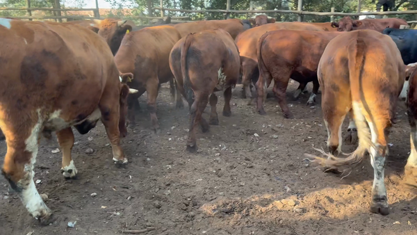 Lote 45 Novillo Gordo en Maule, VII  Región Maule