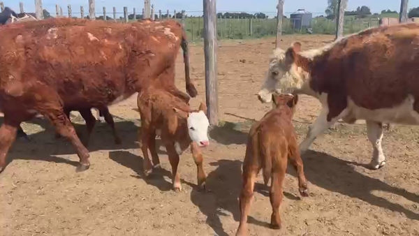 Lote 13 Vacas de Invernada 360kg - , San José