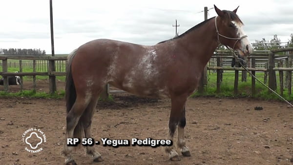 Lote Carda Iber Rp 56