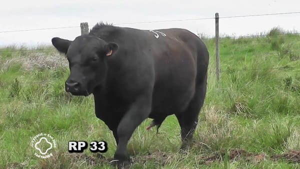 Lote Toro 3 años | S.A.
