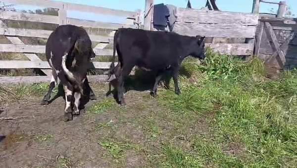 Lote 2 Vaquillonas  380kg - , San José