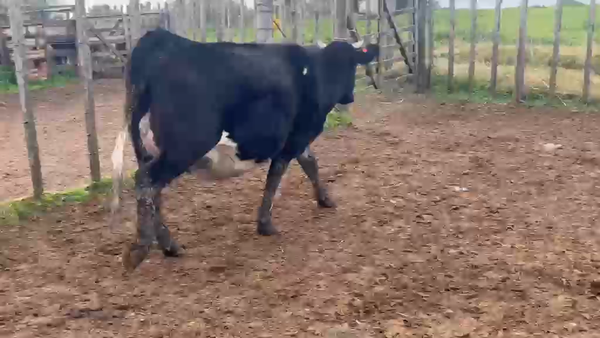 Lote Vaquillonas  470kg - , San José