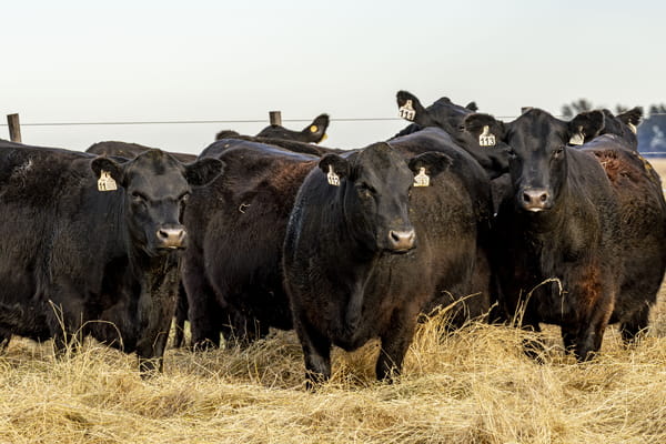 Lote VAQUILLONAS ANGUS PURAS CONTROLADAS