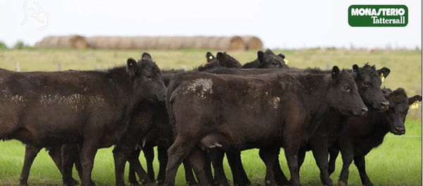 Lote VIENTRES PREÑADOS(CORRAL 34)