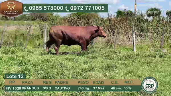 Lote Toros BRANGUS, Ñeembucú