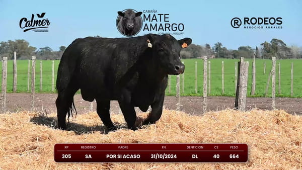 Lote RP 305 SA