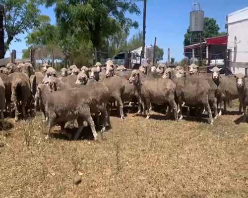 Lote OVEJAS