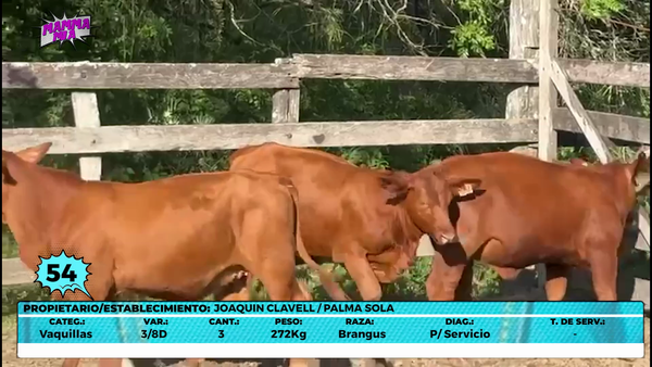 Lote LOTE 54