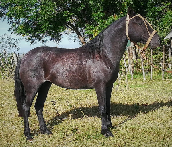 Lote 113 - Doña Flor