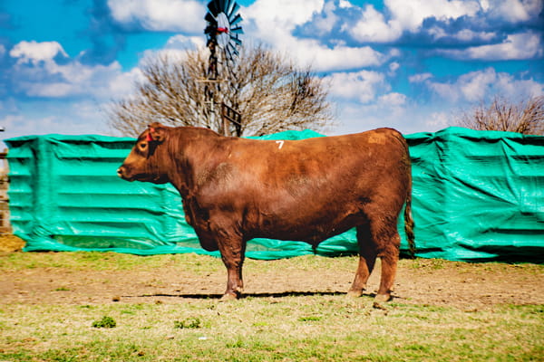 Lote Toros