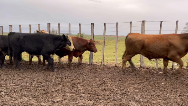 Lote NOVILLOS 1 a 2 AÑOS