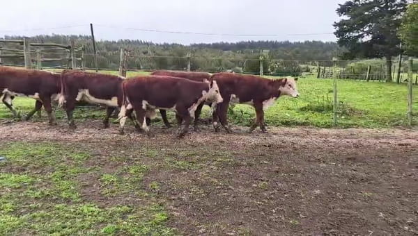 Lote LA PELONA