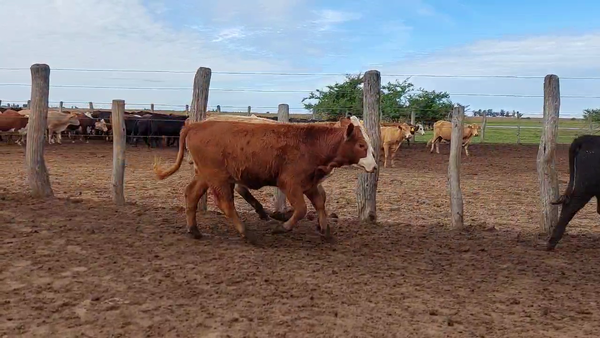 Lote 78 Terneras
