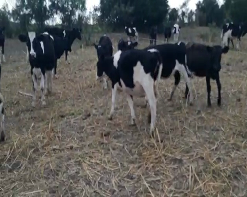 Lote 12 Terneros HOLANDO Y KIWI 130kg - , San José