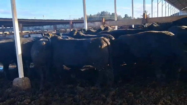 Lote 20 Vaquilla Gorda en Los Ángeles, VIII Región Biobío