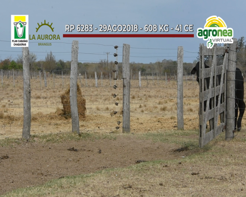 Lote TOROS BRANGUS NEGRO "LA AURORA"