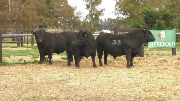 Lote TOROS ANGUS PUROS CONTROLADOS