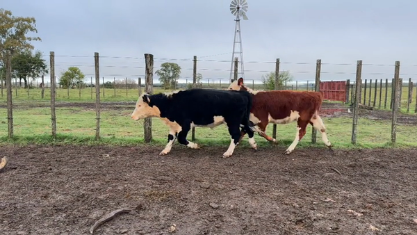 Lote TERNEROS Y TERNERAS