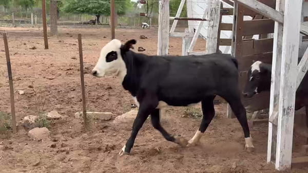 Lote 63 Terneros/as