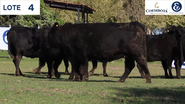 Lote CABAÑA COEMBOTÁ: 11 vaquillas MAS preñadas