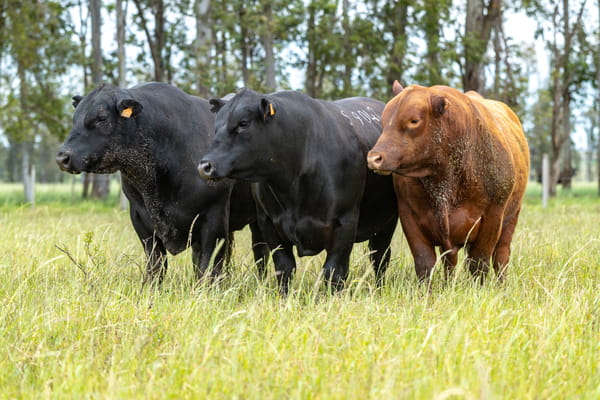Lote Lote 5 Toros sa 3 Años